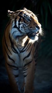Превью обои тигр, хищник, большая кошка, животное, темнота