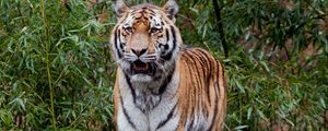 Превью обои тигр, хищник, большая кошка, листья, бревно
