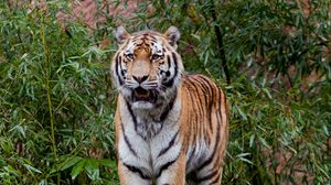 Превью обои тигр, хищник, большая кошка, листья, бревно