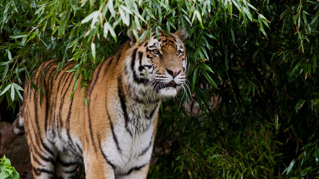 Обои тигр, хищник, большая кошка, ветки, листья