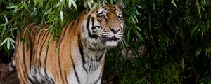 Превью обои тигр, хищник, большая кошка, ветки, листья