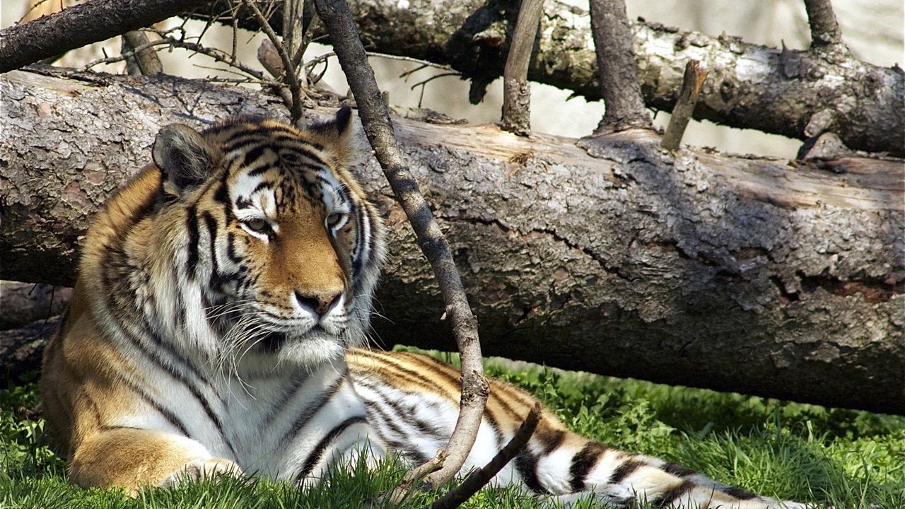 Обои тигр, хищник, большая кошка, трава, лежать