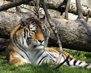 Превью обои тигр, хищник, большая кошка, трава, лежать