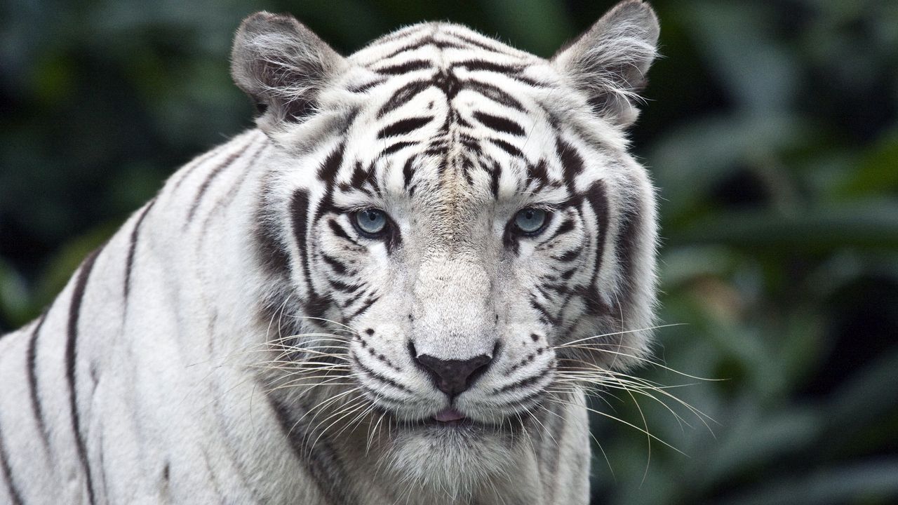 Обои тигр, хищник, большая кошка, альбинос, взгляд, полосы