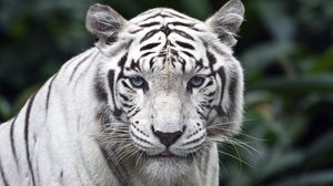 Превью обои тигр, хищник, большая кошка, альбинос, взгляд, полосы
