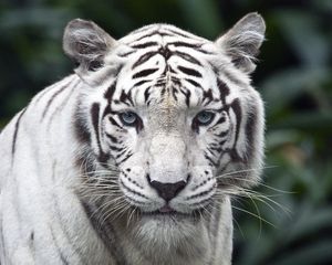 Превью обои тигр, хищник, большая кошка, альбинос, взгляд, полосы