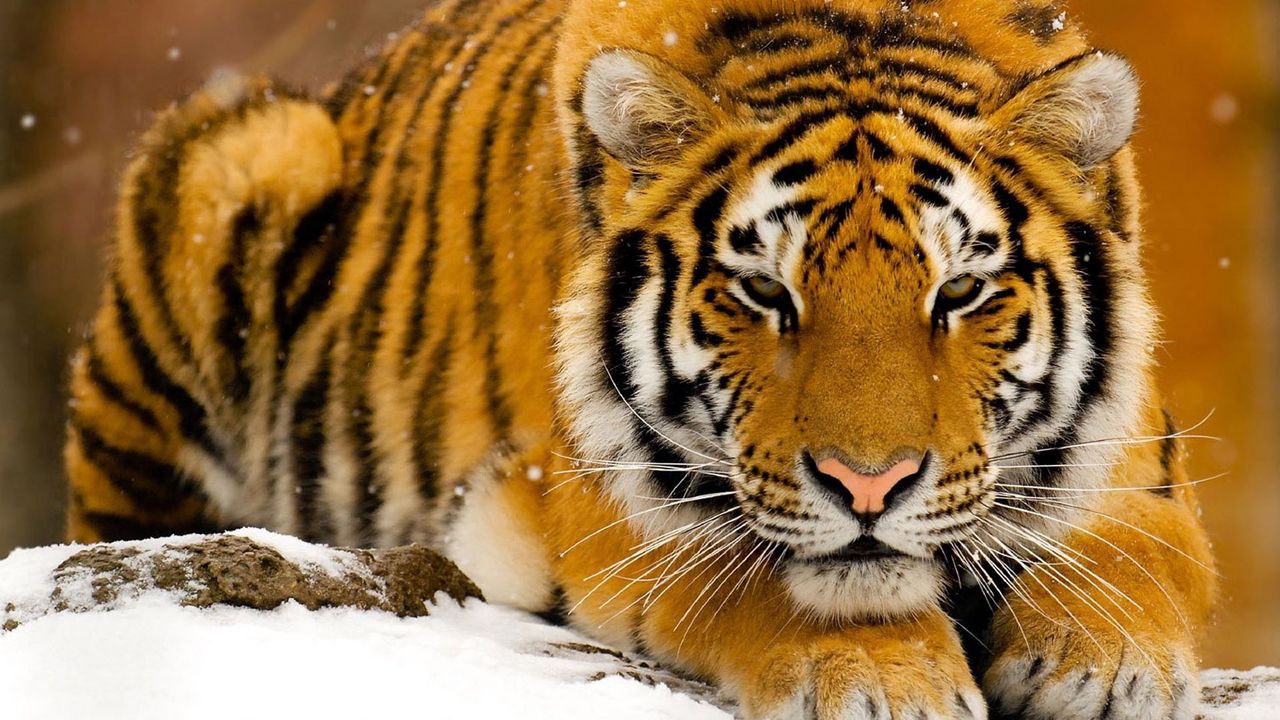 Обои тигр, хищник, большая кошка, снег, лежать, морда