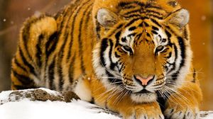 Превью обои тигр, хищник, большая кошка, снег, лежать, морда