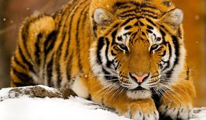 Превью обои тигр, хищник, большая кошка, снег, лежать, морда