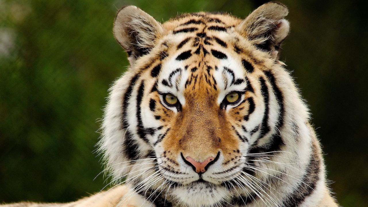 Обои тигр, хищник, большая кошка, морда, взгляд, удивление