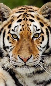 Превью обои тигр, хищник, большая кошка, морда, взгляд, удивление