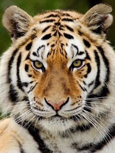 Превью обои тигр, хищник, большая кошка, морда, взгляд, удивление