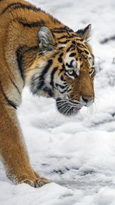 Превью обои тигр, хищник, большая кошка, снег, дикое животное