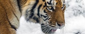 Превью обои тигр, хищник, большая кошка, снег, дикое животное