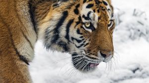 Превью обои тигр, хищник, большая кошка, снег, дикое животное