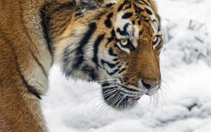 Превью обои тигр, хищник, большая кошка, снег, дикое животное