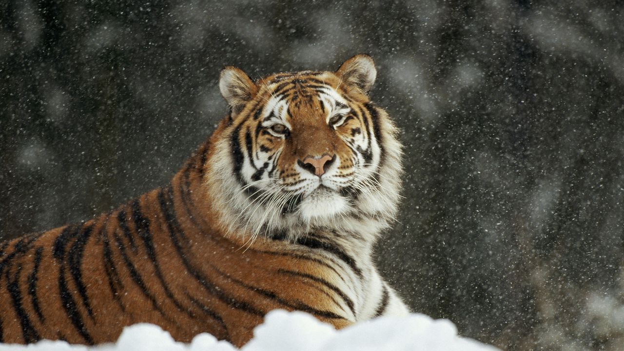 Обои тигр, хищник, большая кошка, снег, снегопад