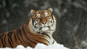 Превью обои тигр, хищник, большая кошка, снег, снегопад