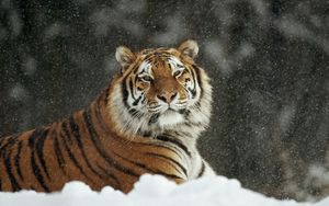 Превью обои тигр, хищник, большая кошка, снег, снегопад