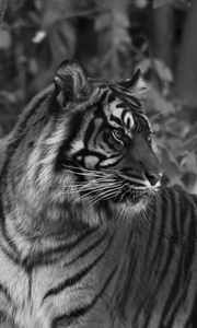 Превью обои тигр, хищник, большая кошка, полосатый, черно-белый