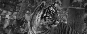 Превью обои тигр, хищник, большая кошка, полосатый, черно-белый