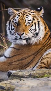 Превью обои тигр, хищник, большая кошка, животное, поза