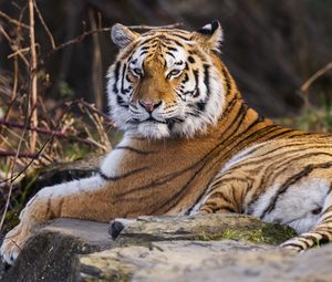 Превью обои тигр, хищник, большая кошка, животное, поза