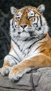 Превью обои тигр, хищник, большая кошка, животное, камень