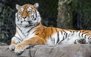 Превью обои тигр, хищник, большая кошка, животное, камень