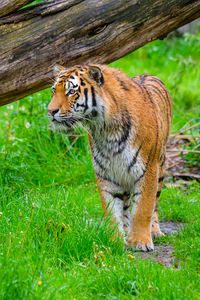 Превью обои тигр, хищник, большая кошка, трава, дикая природа