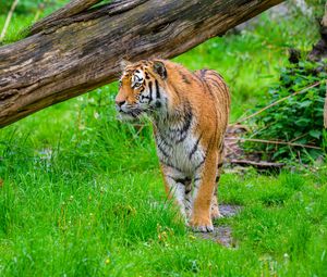 Превью обои тигр, хищник, большая кошка, трава, дикая природа
