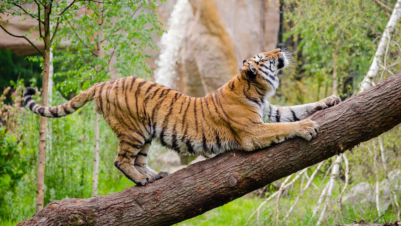 Обои тигр, хищник, дерево, потягиваться