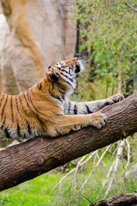 Превью обои тигр, хищник, дерево, потягиваться