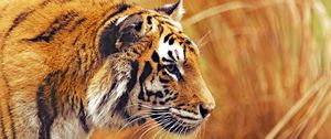 Превью обои тигр, хищник, дикая природа, большая кошка, полосатый