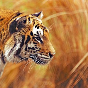 Превью обои тигр, хищник, дикая природа, большая кошка, полосатый