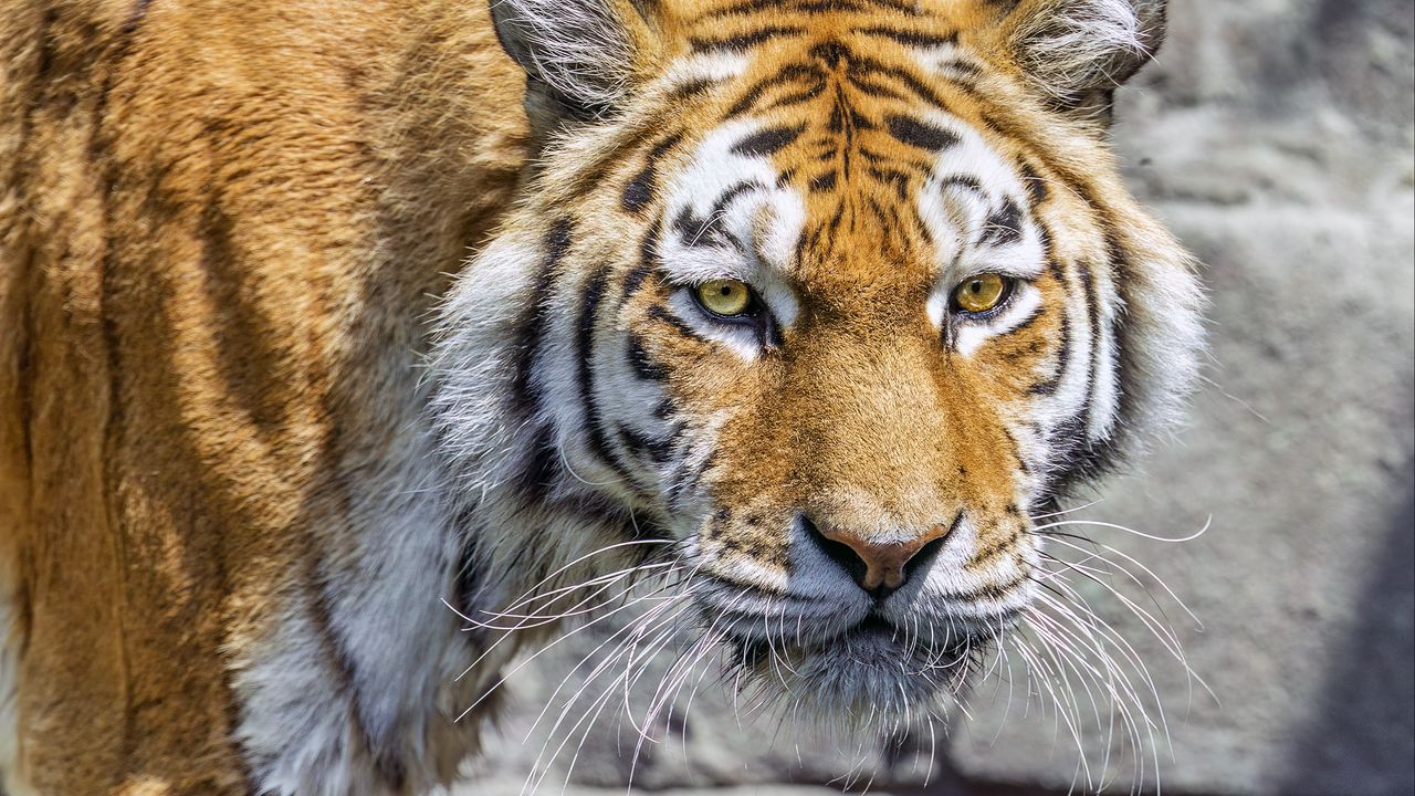 Обои тигр, хищник, дикое животное, вода, голова, стена