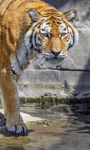 Превью обои тигр, хищник, дикое животное, вода, голова, стена