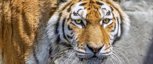Превью обои тигр, хищник, дикое животное, вода, голова, стена