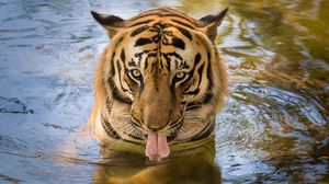 Превью обои тигр, хищник, язык, вода