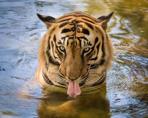 Превью обои тигр, хищник, язык, вода