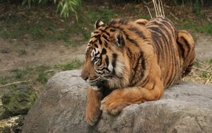 Превью обои тигр, хищник, камень, сидеть