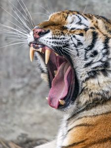 Превью обои тигр, хищник, клыки, шерсть, животное, дикая природа