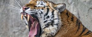 Превью обои тигр, хищник, клыки, шерсть, животное, дикая природа
