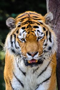 Превью обои тигр, хищник, клыки, злой