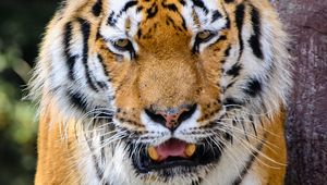 Превью обои тигр, хищник, клыки, злой