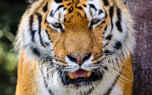 Превью обои тигр, хищник, клыки, злой
