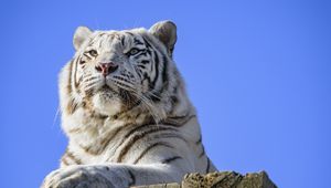 Превью обои тигр, хищник, лапа, большая кошка, животное