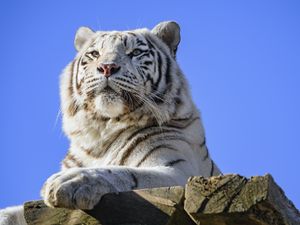 Превью обои тигр, хищник, лапа, большая кошка, животное