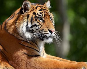 Превью обои тигр, хищник, лапы, лежать, морда, большая кошка