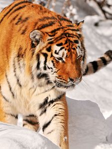Превью обои тигр, хищник, лазать, снег